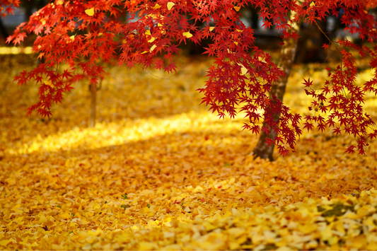 Red maple tree in the fall with yellow fallen leaves all over the ground