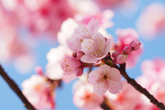 Cherry blossoms at the tip of a branch
