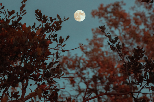 Full moon in the night sky viewed from below and surrounded by tree branches