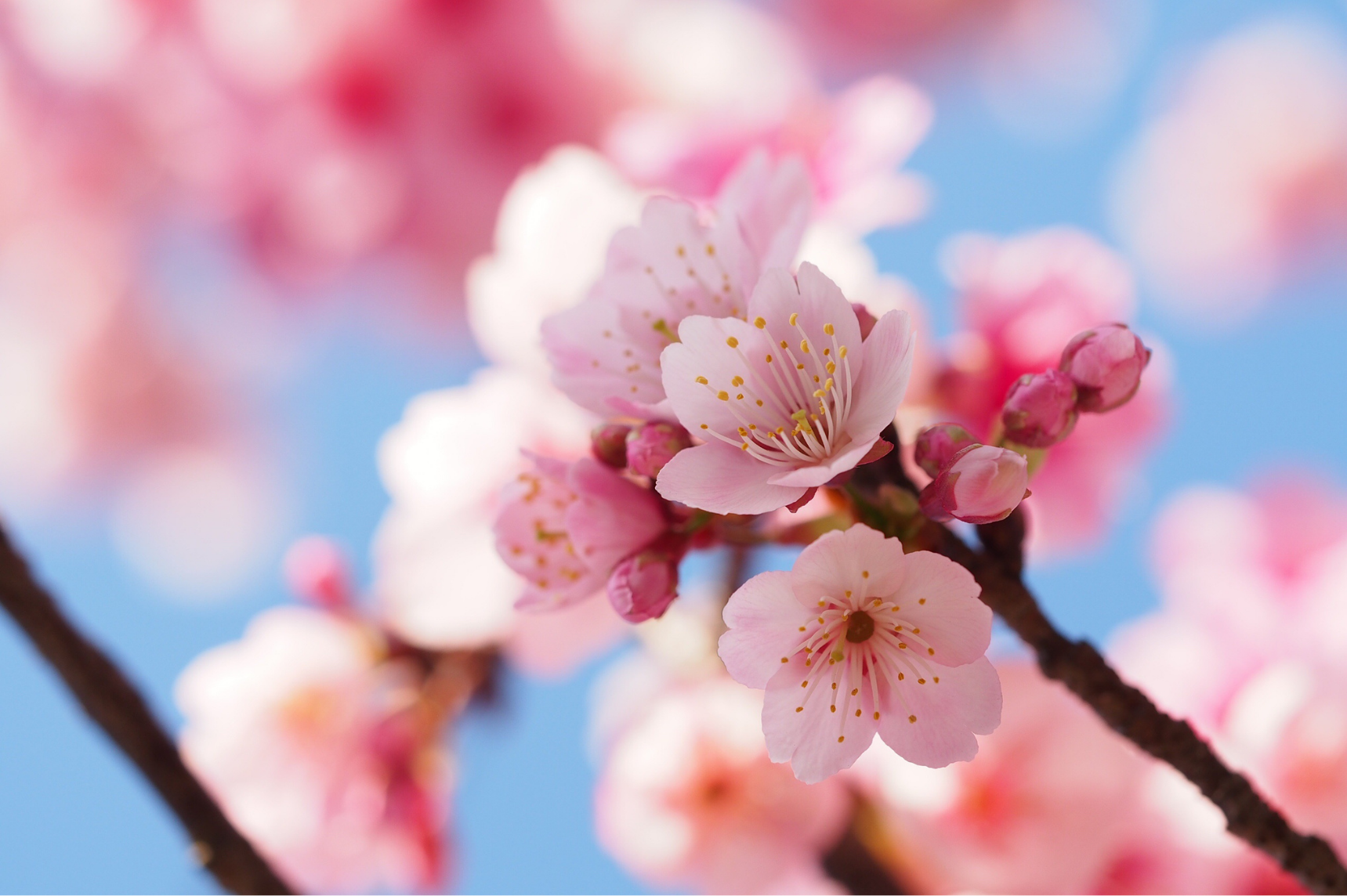Cherry blossoms at the tip of a branch